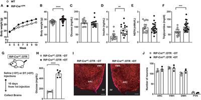 Leptin Receptors in RIP-Cre25Mgn Neurons Mediate Anti-dyslipidemia Effects of Leptin in Insulin-Deficient Mice